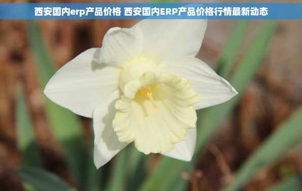 西安国内erp产品价格 西安国内ERP产品价格行情最新动态