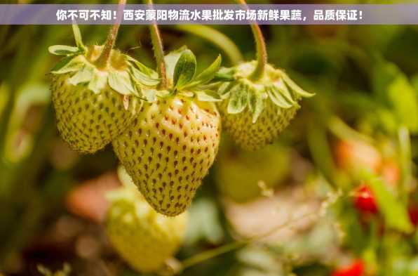 你不可不知！西安蒙阳物流水果批发市场新鲜果蔬，品质保证！